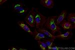 TRMT10C Antibody in Immunocytochemistry (ICC/IF)