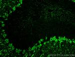 Parvalbumin Antibody in Immunohistochemistry (PFA fixed) (IHC (PFA))
