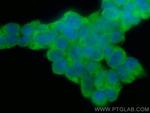 ATG16L1 Antibody in Immunocytochemistry (ICC/IF)