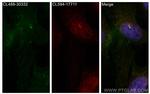 ARL13B Antibody in Immunocytochemistry (ICC/IF)