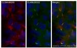 ARL13B Antibody in Immunocytochemistry (ICC/IF)