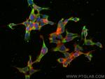 WNT8A Antibody in Immunocytochemistry (ICC/IF)