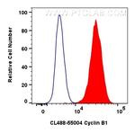 Cyclin B1 Antibody in Flow Cytometry (Flow)