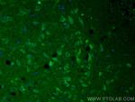 VGLUT1 Antibody in Immunohistochemistry (PFA fixed) (IHC (PFA))