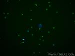 CXCR3B Antibody in Immunocytochemistry (ICC/IF)