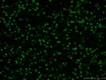 DACH1 Antibody in Immunohistochemistry (PFA fixed) (IHC (PFA))