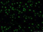 DACH1 Antibody in Immunohistochemistry (PFA fixed) (IHC (PFA))