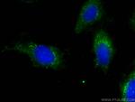 RABEP2 Antibody in Immunocytochemistry (ICC/IF)