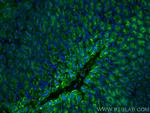 Gastrokine 1 Antibody in Immunohistochemistry (PFA fixed) (IHC (PFA))