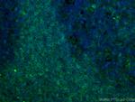 BCL2 Antibody in Immunohistochemistry (PFA fixed) (IHC (PFA))