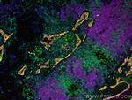 CD3 Antibody in Immunohistochemistry (PFA fixed) (IHC (PFA))