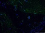 NF-L Antibody in Immunohistochemistry (PFA fixed) (IHC (PFA))