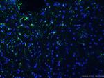 GFAP Antibody in Immunohistochemistry (PFA fixed) (IHC (PFA))