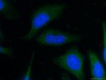COTL1 Antibody in Immunocytochemistry (ICC/IF)
