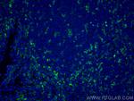 CD11c/Integrin alpha X Antibody in Immunohistochemistry (PFA fixed) (IHC (PFA))