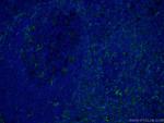 CD11c/Integrin alpha X Antibody in Immunohistochemistry (PFA fixed) (IHC (PFA))