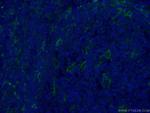 CD11c/Integrin alpha X Antibody in Immunohistochemistry (PFA fixed) (IHC (PFA))