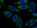FAM3C Antibody in Immunocytochemistry (ICC/IF)