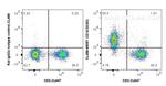 CD16/32 Antibody in Flow Cytometry (Flow)