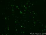 CD16/32 Antibody in Immunocytochemistry (ICC/IF)