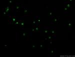 CD3 Antibody in Immunocytochemistry (ICC/IF)