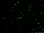 CD45 Antibody in Immunocytochemistry (ICC/IF)