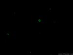 CD4 Antibody in Immunocytochemistry (ICC/IF)
