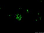 CD11b Antibody in Immunocytochemistry (ICC/IF)
