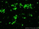 CD44 Antibody in Immunocytochemistry (ICC/IF)