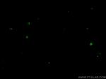 CD11c Antibody in Immunocytochemistry (ICC/IF)