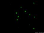 CD8a Antibody in Immunocytochemistry (ICC/IF)