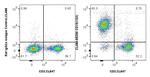 CD19 Antibody in Flow Cytometry (Flow)
