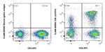 CD8 Antibody in Flow Cytometry (Flow)