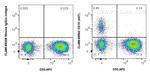 CD19 Antibody in Flow Cytometry (Flow)