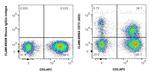 CD73 Antibody in Flow Cytometry (Flow)