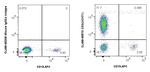 CD3 Antibody in Flow Cytometry (Flow)