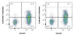 CD26 Antibody in Flow Cytometry (Flow)