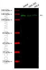DDB1 Antibody in Western Blot (WB)