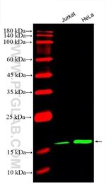 Cyclophilin B Antibody in Western Blot (WB)