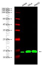 Cyclophilin B Antibody in Western Blot (WB)