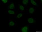 RBAP48 Antibody in Immunocytochemistry (ICC/IF)