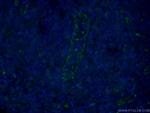 CD31 Antibody in Immunohistochemistry (PFA fixed) (IHC (PFA))