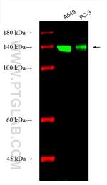 Integrin Alpha 3 Antibody in Western Blot (WB)