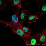 HDAC1 Antibody in Immunocytochemistry (ICC/IF)