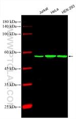 PDCD4 Antibody in Western Blot (WB)