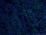 CD22 Antibody in Immunohistochemistry (PFA fixed) (IHC (PFA))