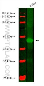 SMARCD1 Antibody in Western Blot (WB)