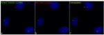 acetylated Tubulin(Lys40) Antibody in Immunocytochemistry (ICC/IF)