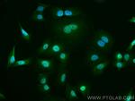 USP5 Antibody in Immunocytochemistry (ICC/IF)