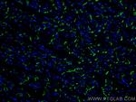 N-cadherin Antibody in Immunohistochemistry (PFA fixed) (IHC (PFA))